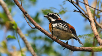 Bahamas Birding Tour